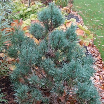 Pinus sylvestris 'Chantry Blue' - Dwarf blue pine 