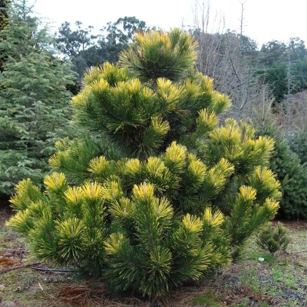 Pinus thunbergii 'Ogon' - Japaninmustamänty