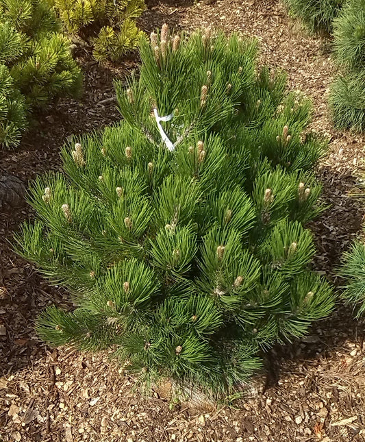 PINUS HELDREICHII (SYN. P.LEUCODERMIS) "SATELLIT" - Serbian pine 