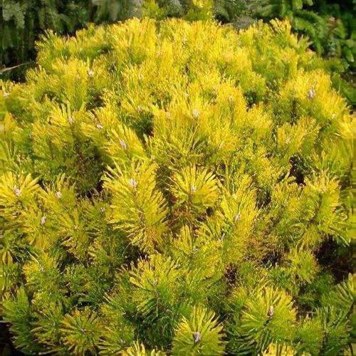 Pinus Mugo "Golden Glow" - Dwarf mountain pine 