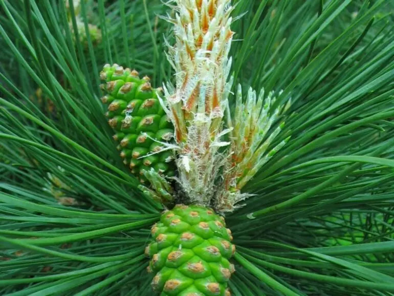 Pinus nigra - Euroopanmustamänty