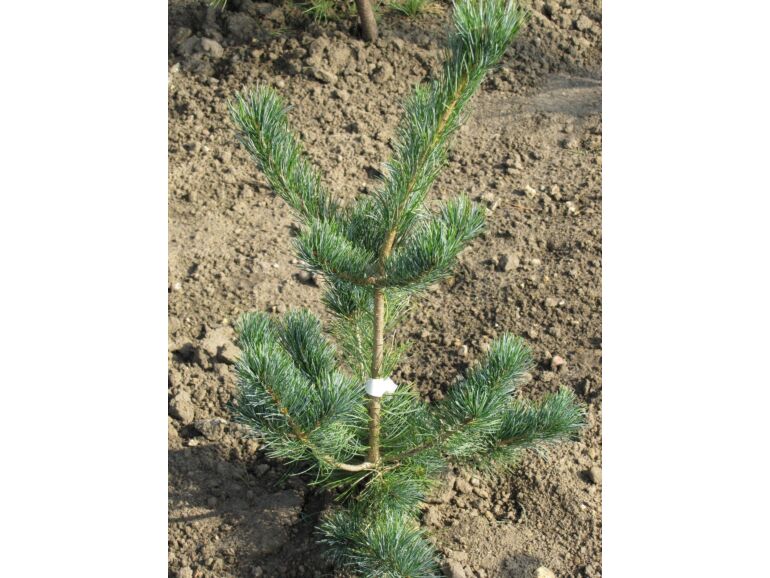 Pinus parviflora 'Green Monkey' - Neidonmänty