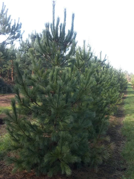 Pinus Peuce - Macedonian pine 