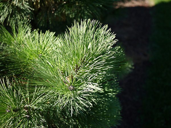 Pinus Nigra "Nana" - Kääpiömustamänty