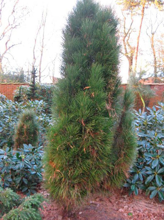 Pinus nigra 'PYRAMIDALIS' - European black pine 