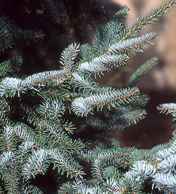 Picea Omorika "Bruns" - Serbian spruce 