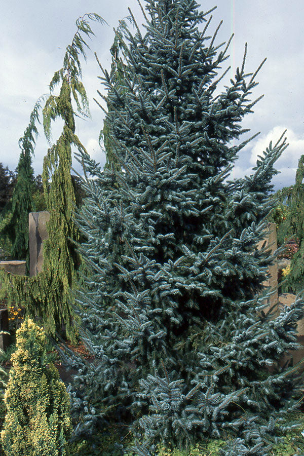 Picea Omorika "Bruns" - Serbiankuusi