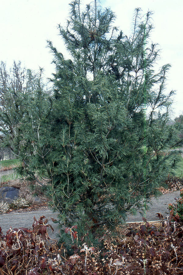 Pinus strobus 'Torulosa' - Strobusmänty