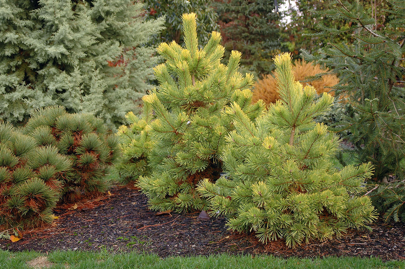 Pinus sylvestris "Aurea Nisbet" - Keltamänty