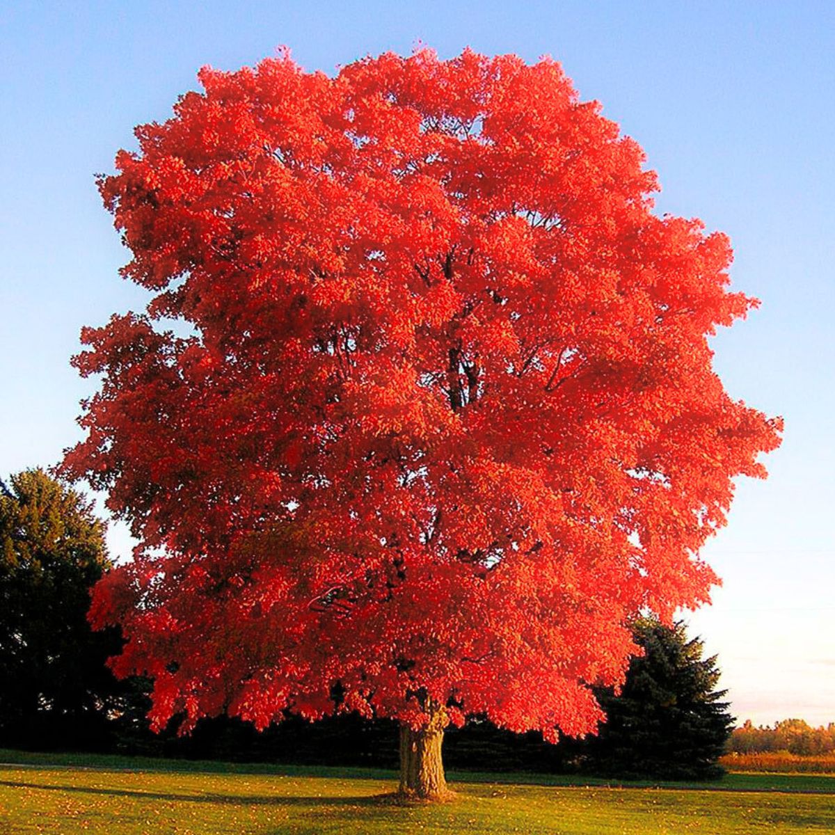 Quercus rubra - Red oak 