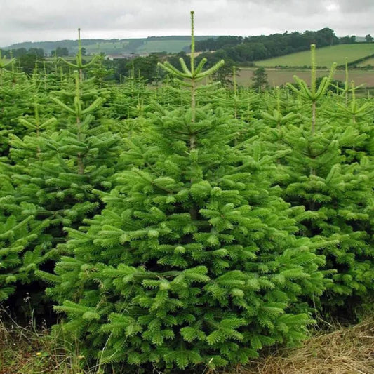 Abies nordmanniana - Kaukasianpihta