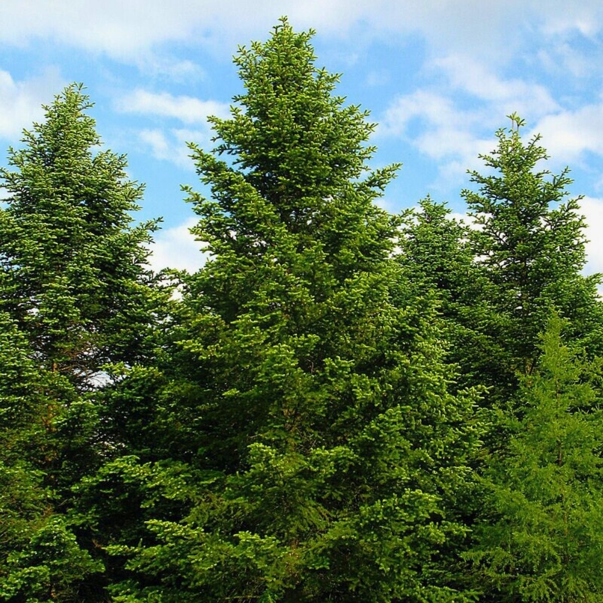 Abies nordmanniana - Kaukasianpihta