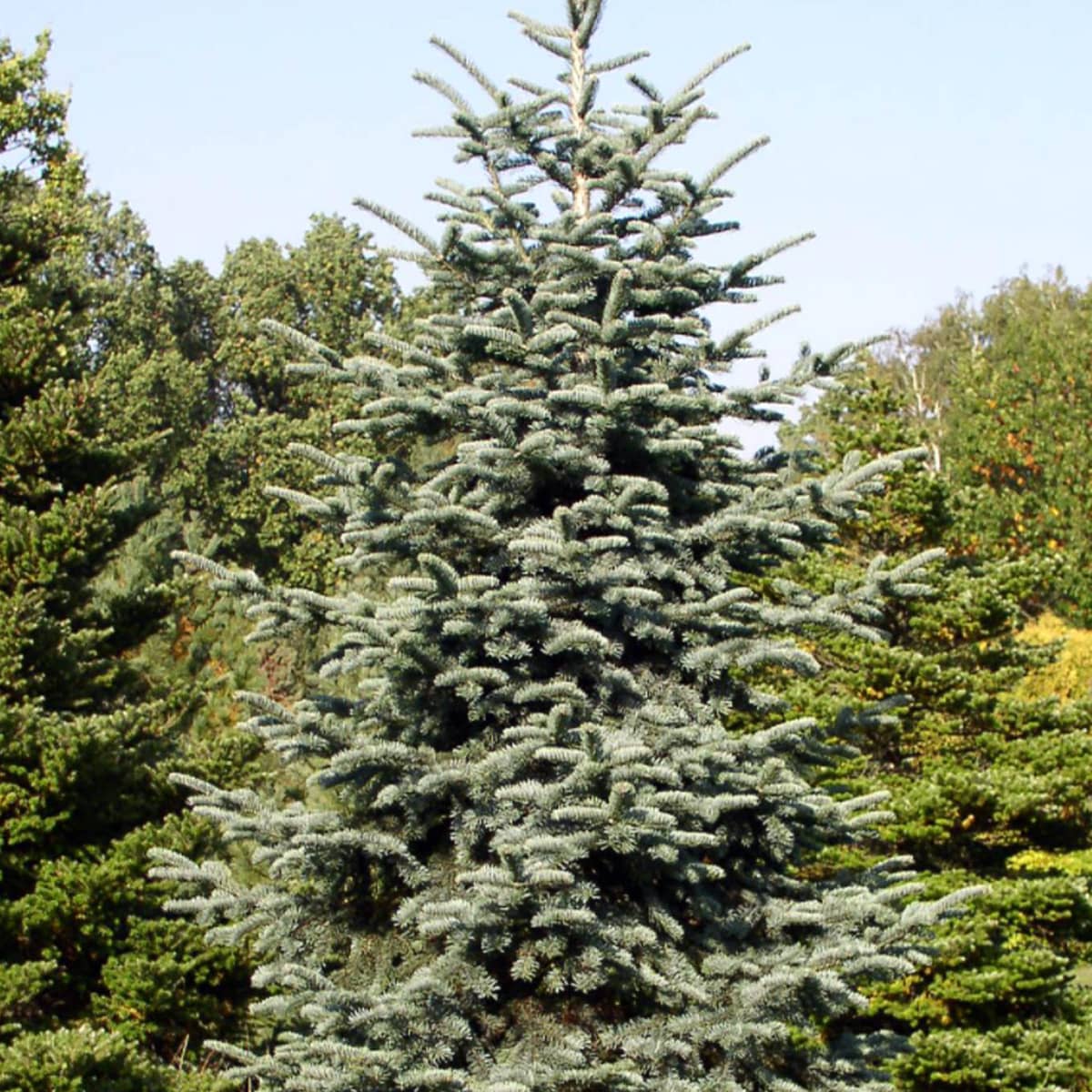 Abies Procera "Glauca" - Golden Spruce 