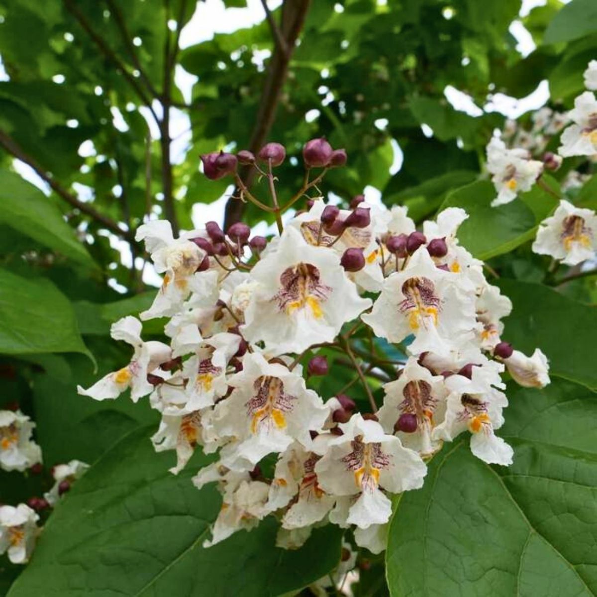 Catalpa speciosa - Loistotrumpettipuu