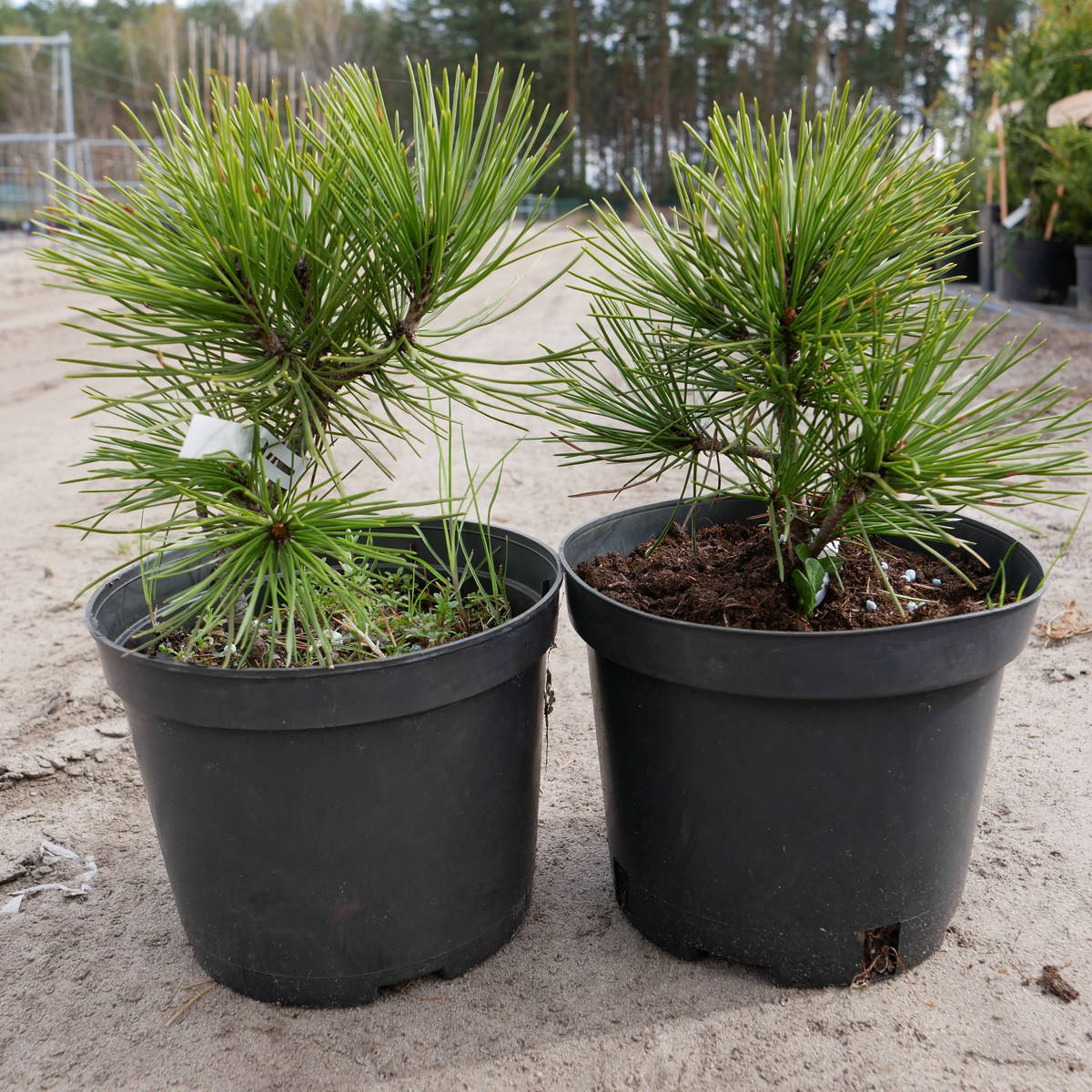 Pinus heldreichii - Bosnian pine 