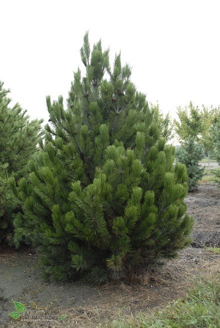 Pinus heldreichii - Bosnian pine 