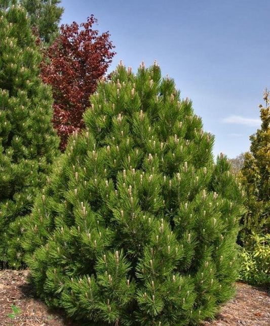 Pinus heldreichii - Ormfuru