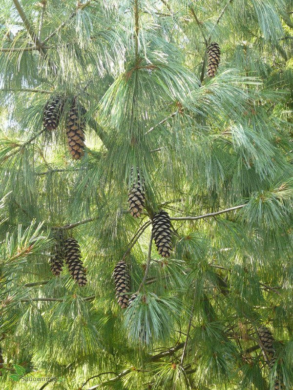 Pinus Griffithii Wallichiana - Kyynelmänty / Himalajanmänty