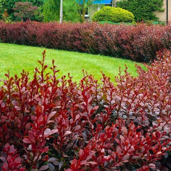 Berberys Atropurpurea - Purppurahappomarja