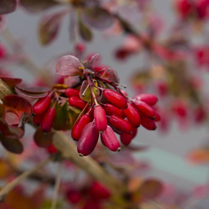 Berberys Atropurpurea - Purppurahappomarja