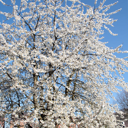 Prunus avium - Imeläkirsikka