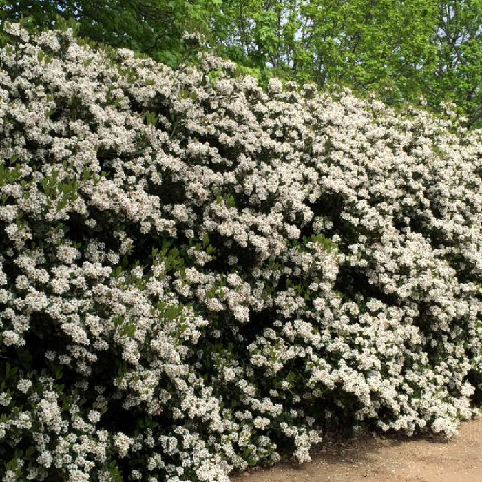 Prunus avium - Imeläkirsikka