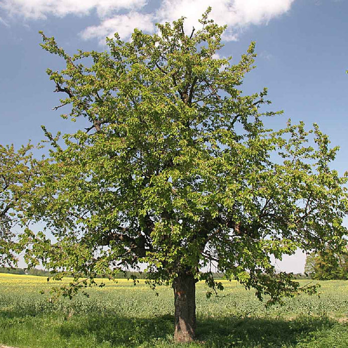 Prunus avium - Imeläkirsikka