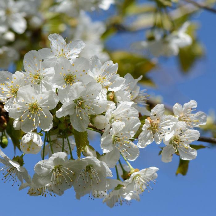 Prunus avium - Imeläkirsikka