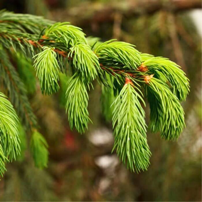 Pseudotsuga menziesii - Douglaskuusi