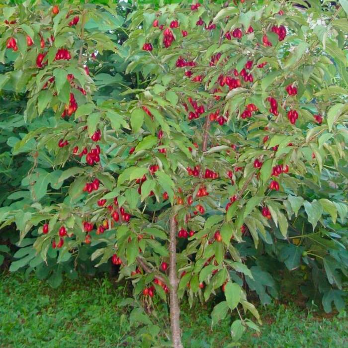 Cornus mas - Punamarjakanukka