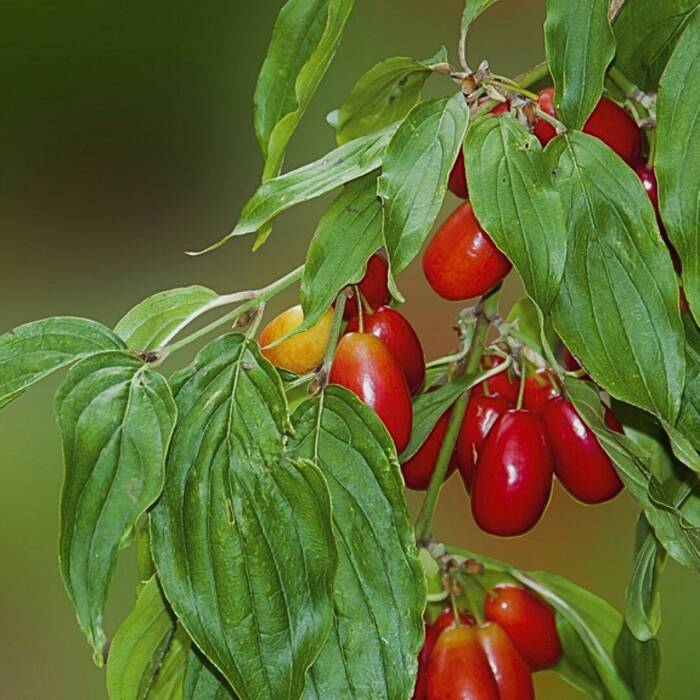 Cornus mas - Punamarjakanukka