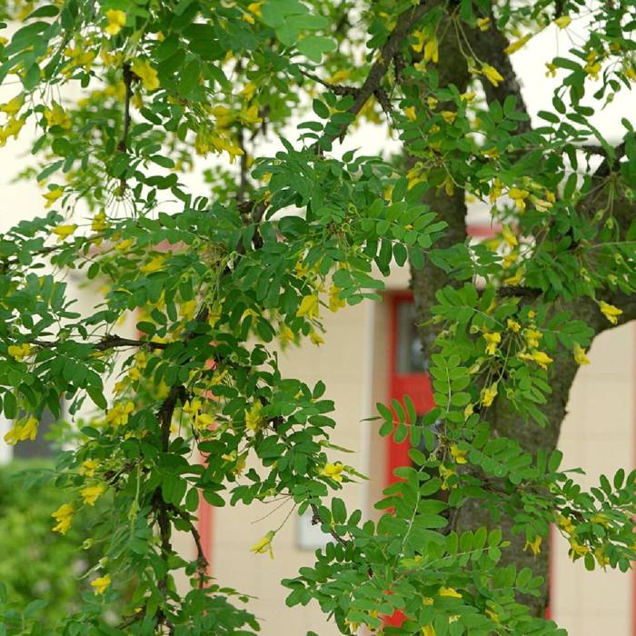 Caragana arborescens - Siperianhernepensas