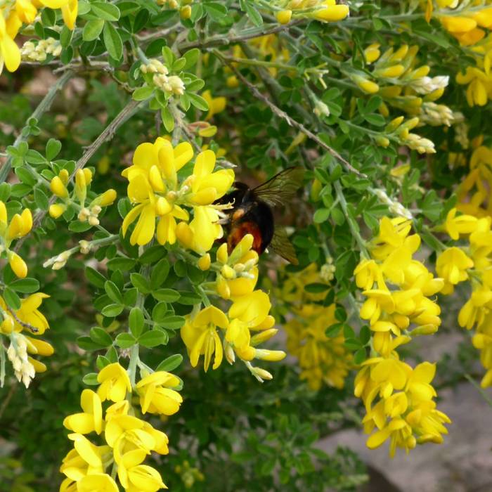 Caragana arborescens - Siperianhernepensas