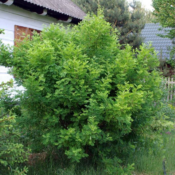 Caragana arborescens - Siperianhernepensas