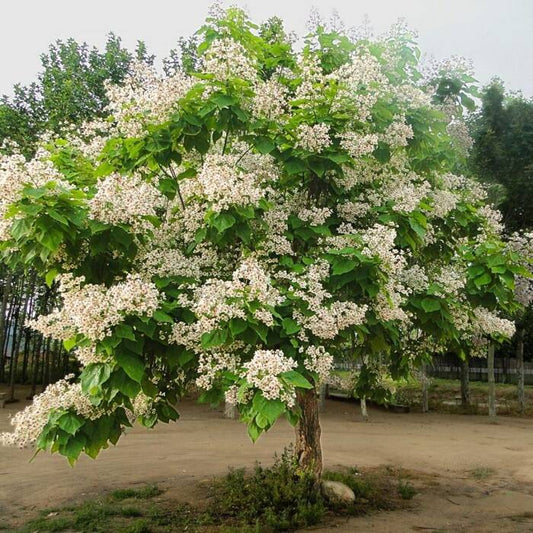 Catalpa speciosa - Loistotrumpettipuu