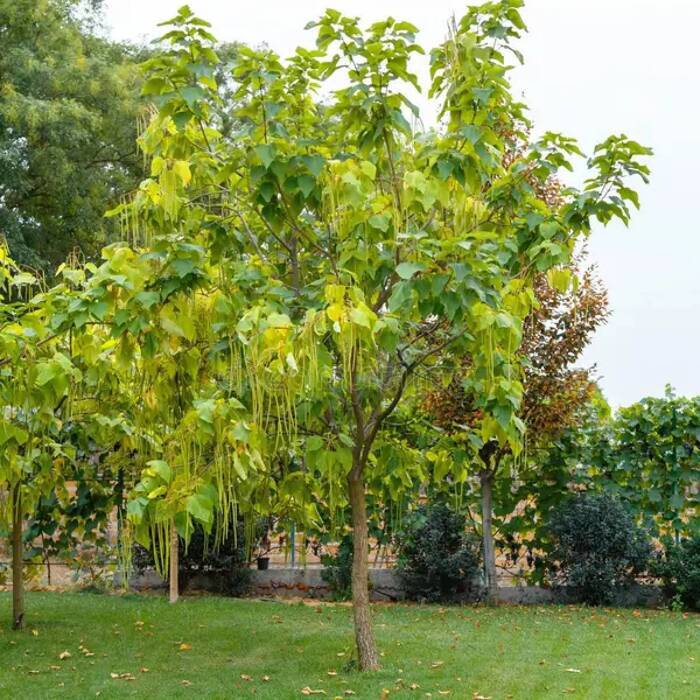 Catalpa speciosa - Loistotrumpettipuu