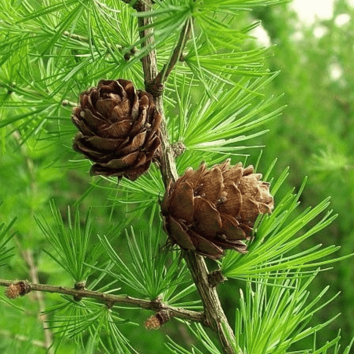 Larix decidua - Euroopanlehtikuusi