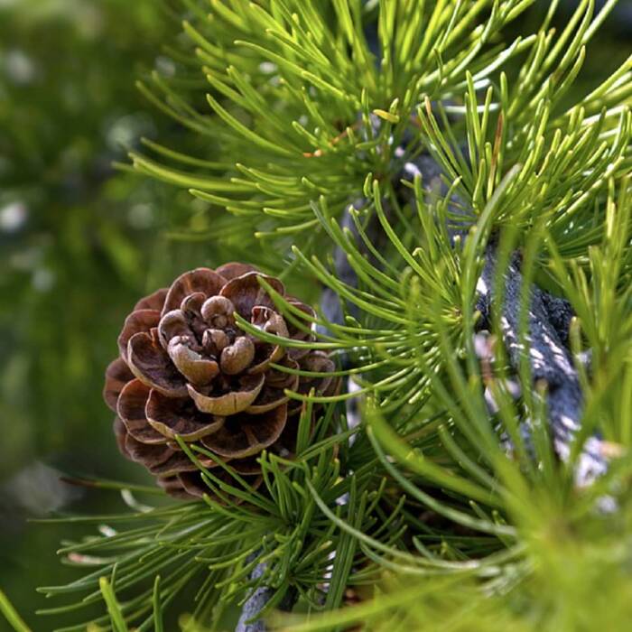 Larix decidua - Euroopanlehtikuusi