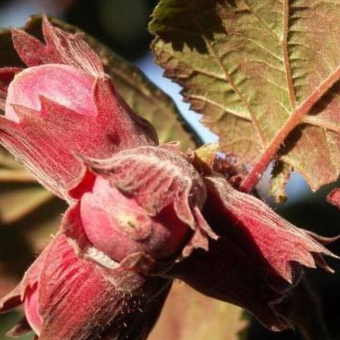 Corylus maxima 'purpurea' - Veripähkinäpensas (Isopähkinäpensas)