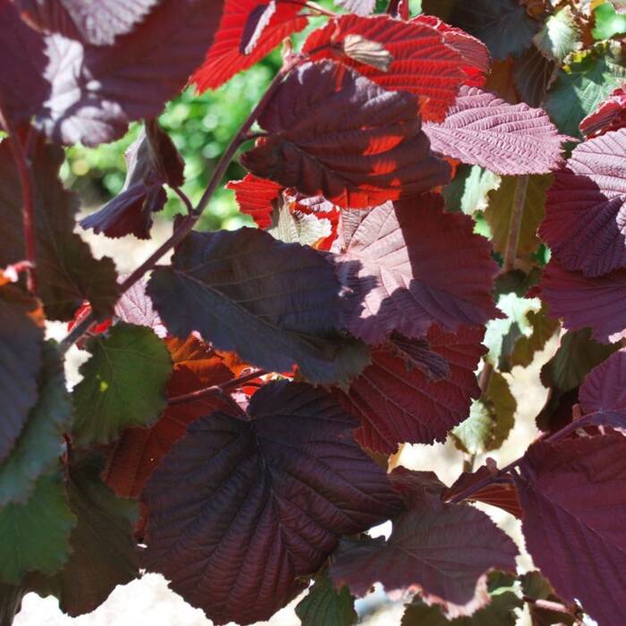 Corylus maxima 'purpurea' - Veripähkinäpensas (Isopähkinäpensas)