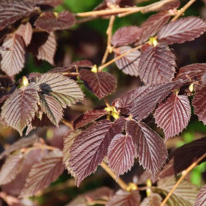 Corylus maxima 'purpurea' - Veripähkinäpensas (Isopähkinäpensas)