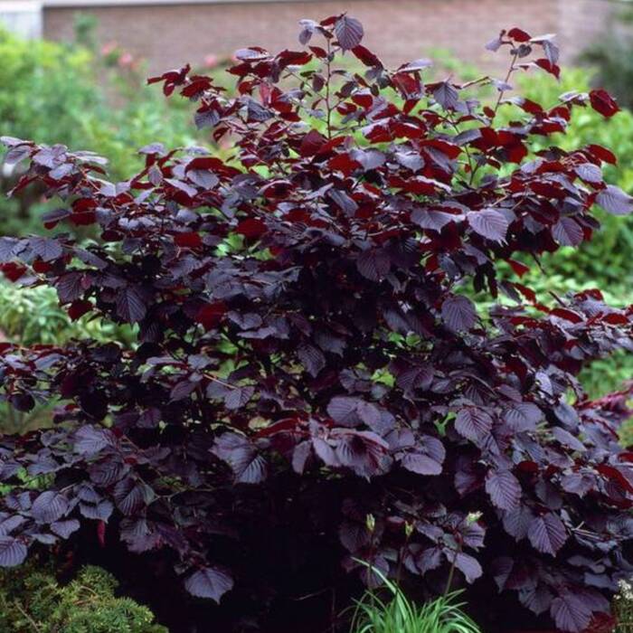 Corylus maxima 'purpurea' - Veripähkinäpensas (Isopähkinäpensas)