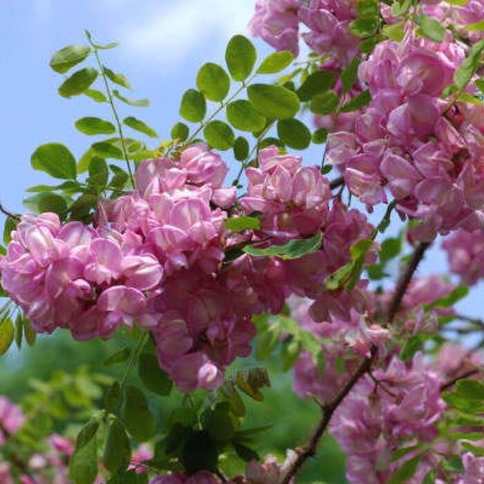 Robinia pseudoacacia - Valeakaasia