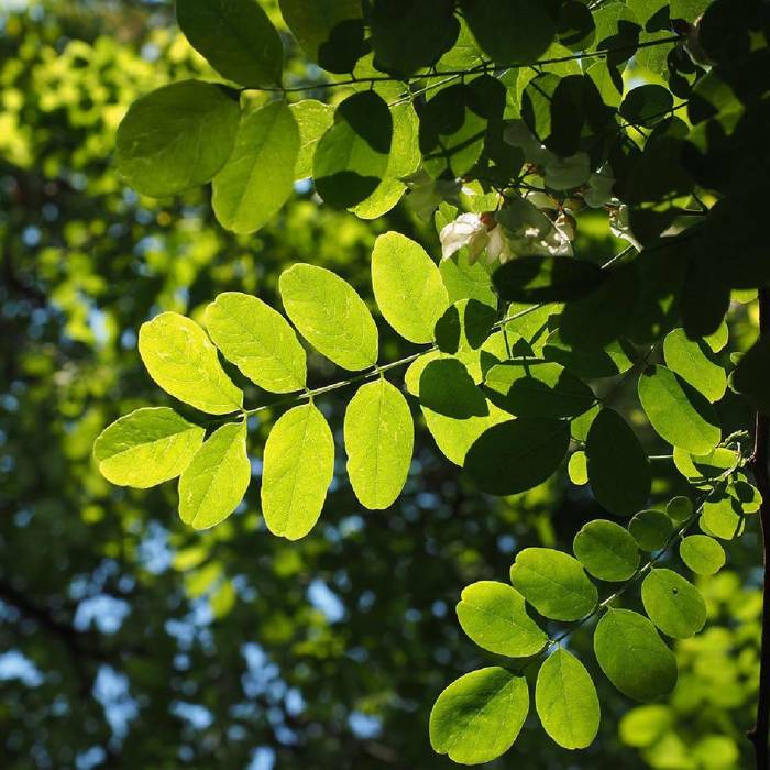 Robinia pseudoacacia - Valeakaasia