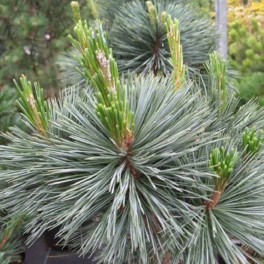 Pinus Flexilis "Vanderwolf's Pyramid" - Kalliovuortensembra