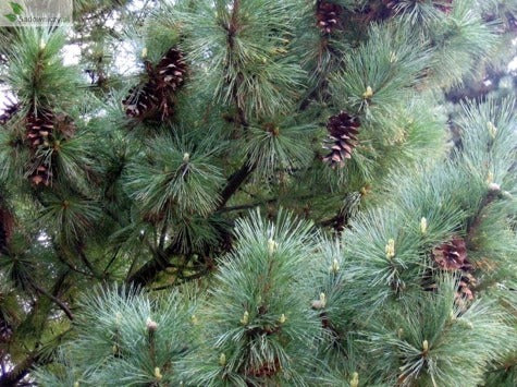 Pinus Peuce - Makedonianmänty