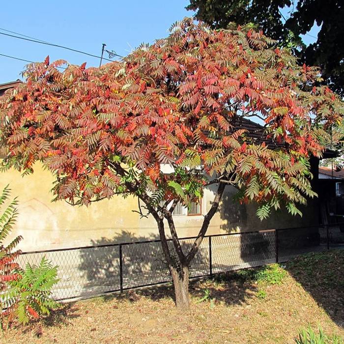 Rhus typhina - Samettisumakki