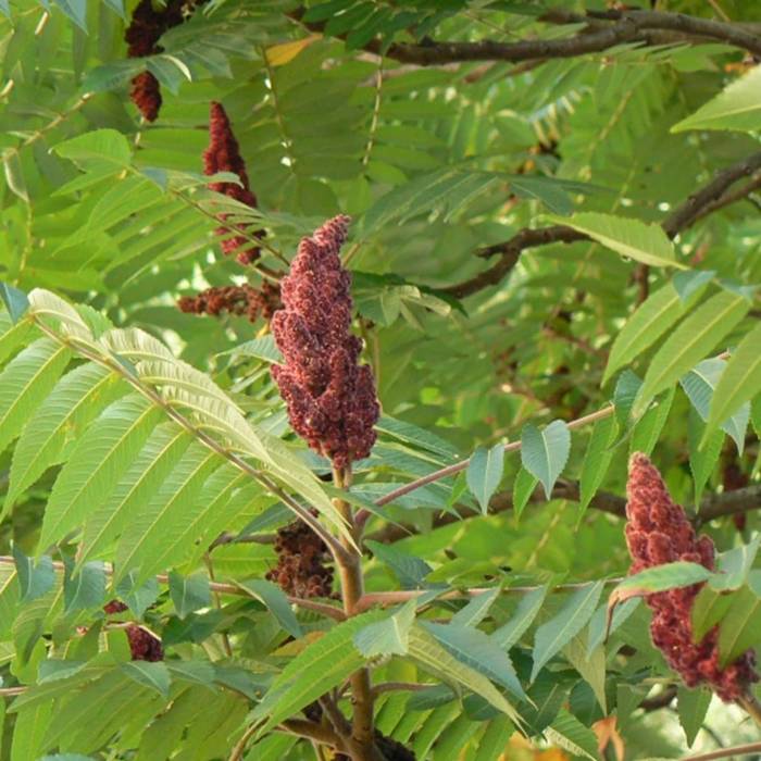 Rhus typhina - Samettisumakki