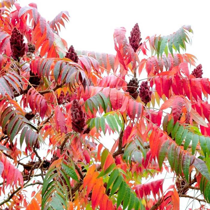 Rhus typhina - Samettisumakki