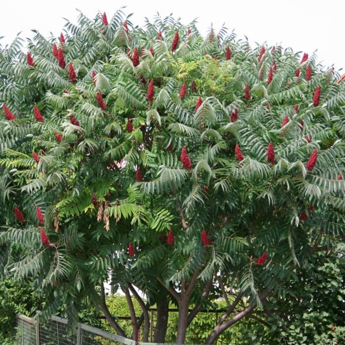 Rhus typhina - Samettisumakki